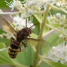 Hornisse (Vespa crabro) erbeutet Honigbiene (Apis mellifera) in Tellerhortensie (Hydrangea serrata) II, 25. Juli 2016
Hochgeladen am 25.07.2016 von Petra