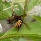 Hornisse (Vespa crabro) erbeutet Honigbiene (Apis mellifera) in Tellerhortensie (Hydrangea serrata) V, 25. Juli 2016.
Hochgeladen am 25.07.2016 von Petra
