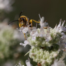 Männchen der Gelbbindigen Furchenbiene in Amerikanischer Minze, 22. August 2022.
Hochgeladen am 28.08.2022 von Petra