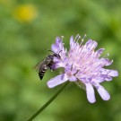 Männchen der Kegelbiene auf Skabiose, 27. August 2017
Hochgeladen am 31.03.2019 von Petra