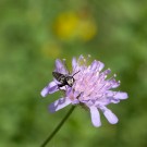 Kegelbienenmännchen auf Skabiose, 27. August 2017
Hochgeladen am 31.03.2019 von Petra