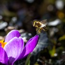 Die erste Honigbiene 2015, 8. März
Hochgeladen am 08.03.2015 von Petra