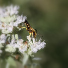 Gelbbindige Furchenbiene, Männchen, in Blüten der Amerikanischen Minze, 28. August 2022.
Hochgeladen am 28.08.2022 von Petra