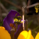 Die erste Frühlings-Pelzbiene 2015, 8. März.
Hochgeladen am 08.03.2015 von Petra