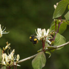 Wiesenhummel (Bombus pratorum) mit Pollenhöeschen in Roter Heckenkirsche, 8. Mai 2022.
Hochgeladen am 08.05.2022 von Petra