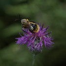 Männchen Gelbbindige Furchenbiene und Steinhummel auf Skabiosenflockenblume, 29.08.2022.
Hochgeladen am 29.08.2022 von Petra