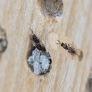 Unbekannte Biene untersucht Nistverschlüsse, 24. Juni 2014
Hochgeladen am 25.06.2014 von Petra