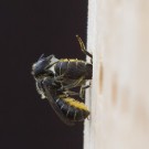 Not amused, Biene Nr. 2 kickt Biene Nr. 1 mit dem Popo raus, 27. Juni 2014
Hochgeladen am 27.06.2014 von Petra