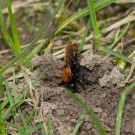 Fuchsrote Sandbiene (Andrena fulva) gräbt ihren Nisteingang II, 4. April 2016
Hochgeladen am 09.04.2016 von Petra