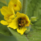 Schenkelbiene - Weibchen ruht sich in Blüte des Gilbweiderichs aus, 28. Mai 2022.
Hochgeladen am 28.05.2022 von Petra