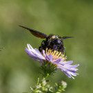 Blauschwarze Holzbiene auf Herbstaster und Honigbiene, 16. Oktober 2022.
Hochgeladen am 16.10.2022 von Petra