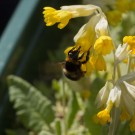 Pollensammelnde Gartenhummelkönigin (Bombus hortorum)an Schlüsselblume (Primula veris), 29. April 2016
Hochgeladen am 29.04.2016 von Petra