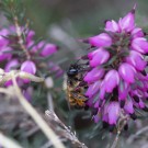 Die erste Wildbiene 2020 am 6. Februar in der Winterheide.
Hochgeladen am 06.02.2020 von Petra