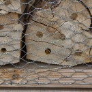 Gehörte Mauerbiene? in Wildbienenstand, Bad Gandersheim, 13. April 2015
Hochgeladen am 17.04.2015 von Petra