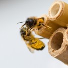 Biene Nr.1 macht sich lieber aus dem Staub, 21. April 14
Hochgeladen am 21.04.2014 von Petra