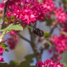 Pelzbiene in der schwarzen Variante fliegt Blüten der Blutjohannisbeere an, 15. April 2015
Hochgeladen am 22.04.2015 von Petra