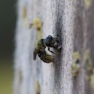 Hahnenfuß-Scherenbiene verschließt Niströhre, 12. Mai 2016
Hochgeladen am 16.05.2016 von Petra