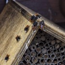 Die Männchen der Rostroten Mauerbienen sind am 11. März 2020 erwacht
Hochgeladen am 12.03.2020 von Petra