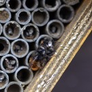 Die Rostroten Mauerbienen haben die Brutröhren geöffnet, 11. März 2020
Hochgeladen am 12.03.2020 von Petra