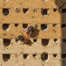Mauerbienenmännchen am 19. März 2021.
Hochgeladen am 23.03.2021 von Petra