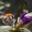 Ackerhummelkönigin mit sammelt Pollen an Azalee, 23. April 2015
Hochgeladen am 23.04.2015 von Petra