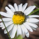 Ein Weibchen der Stahlblauen Mauerbiene?, 23. April 2014
Hochgeladen am 26.04.2015 von Petra