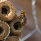Männchen der Stahlblauen Mauerbiene klettert aus Niströhre, 24. April 2015
Hochgeladen am 24.04.2015 von Petra