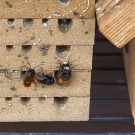 Mauerbienen in Aktion 2, 23. März 2021.
Hochgeladen am 23.03.2021 von Petra