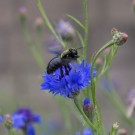 Blauschwarze Holzbiene (Xylocopa violacea) in Flockenblume, Karlsruhe, 2. Juni 2016
Hochgeladen am 05.06.2016 von Petra