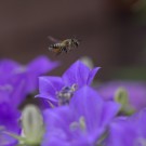 Wildbiene fliegt über Glockenblumen, 18. Juli 2014
Hochgeladen am 18.07.2014 von Petra
