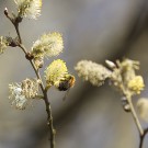 Baumhummelkönigin sammelt Pollen in Salweide, 9. April 2021.
Hochgeladen am 09.04.2021 von Petra
