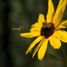Wildbienendrohn und Wildbiene auf Sonnenblume, 9. September 2018
Hochgeladen am 19.09.2018 von Petra