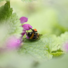 Arbeiterin der Dunklen Erdhummel (Bombus terrestris) pollensammelnd in Taubnesseln, 29. April 2023.
Hochgeladen am 30.04.2023 von Petra