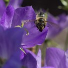 Blattschneiderbiene taucht in Glockeblume, 20. Juli 2014
Hochgeladen am 20.07.2014 von Petra