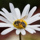 Wildbiene sammelt Pollen auf Wiesenmargerite I, 28. Mai 2015
Hochgeladen am 28.05.2015 von Petra