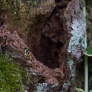 Gemeine Wespe (Vespula vulgaris) fliegt aus Nest im Zwetschgenbaum, 7. Oktober 2016
Hochgeladen am 10.10.2016 von Petra