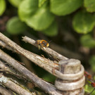 Männchen der Garten-Blattschneiderbiene nimmt Sonnenbad, 6. Juni 2022.
Hochgeladen am 06.06.2022 von Petra