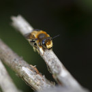 Männchen der Garten-Blattschneiderbiene, 6. Juni 2022.
Hochgeladen am 06.06.2022 von Petra