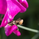 Blattschneiderbiene quetscht sich in Wickenblüte, 8. August 2014
Hochgeladen am 10.08.2014 von Petra
