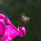 Blattschneiderbiene fliegt Wickenblüte an, 8. August 2014
Hochgeladen am 10.08.2014 von Petra
