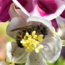Wildbiene schmiegt sich in Blüte der Akelei, 9. Mai 2014
Hochgeladen am 09.05.2014 von Petra