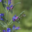 Nektartrinkendes Weibchen der Natternkopf-Mauerbiene? mit Männchen im Hintergrund, 11. Juni 2022.
Hochgeladen am 11.06.2022 von Petra