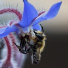 Männchen der Garten-Blattschneiderbiene (Megachile willughbiella) an Borretsch, 28. Juni 2015
Hochgeladen am 28.06.2015 von Petra
