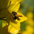 Weibchen der Wald-Schenkelbiene (Macropis fulvipes) sammelt Pollen in Gilbweiderich-Blüte, 30. Juni 2015
Hochgeladen am 30.06.2015 von Petra
