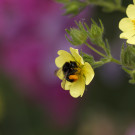 Steinhummel (Bombus lapidarius) sammelt Pollen im Wilden Fingerkraut, 19. Juni 2022.
Hochgeladen am 19.06.2022 von Petra