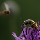 Weibchen der Gelbbindigen Furchenbiene beim Pollenfrühstück? auf Skabiosen-Flockenblume, 26. Juni 2022.
Hochgeladen am 26.06.2022 von Petra