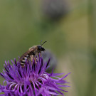 Gelbbindige Furchenbiene, Weibchen auf Skabiosen-Flockenblume, 26. Juni 2022.
Hochgeladen am 26.06.2022 von Petra