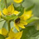 Weibchen der Schenkelbiene ruht in Gilbweiderichblüte, 7. Juni 2020
Hochgeladen am 08.06.2020 von Petra