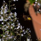 Hornisse auf Honigbienenjagd II, 9. September 2015
Hochgeladen am 10.09.2015 von Petra