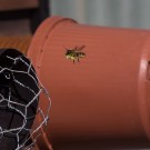 Garten-Blattschneiderbiene (Megachile willughbiella) mit Nistmaterial in Anflug auf ihr Nest in Bambusröhre, 9. September 2015
Hochgeladen am 09.09.2015 von Petra